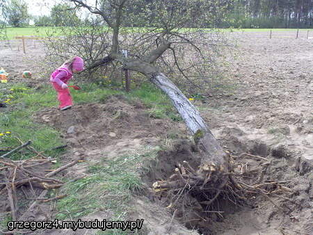 Usuwanie starych drzewek