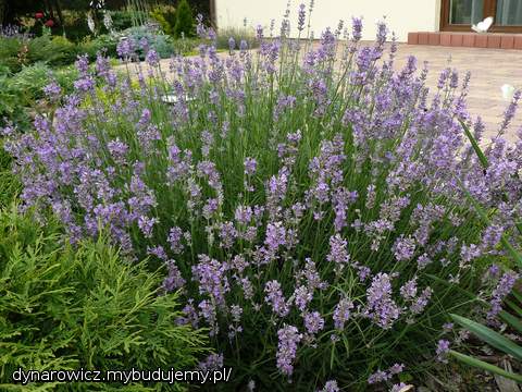 Właśnie kwitnie lawenda przy tarasie:)