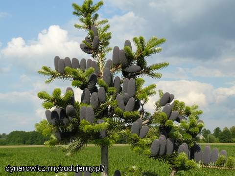 Młode szyszki na koreance :)