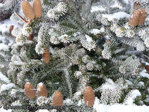 Koreanka zimową porą:)
