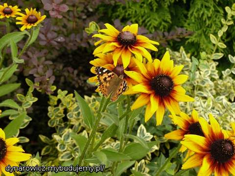 Rudbekie - lubię bo żółte i same rosną :)