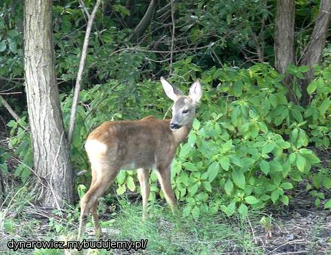Przez to towarzystwo będzie trzeba się wreszcie ogrodzić :)