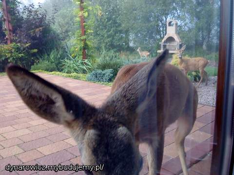 Nieproszeni goście na grilla wpadli :)))