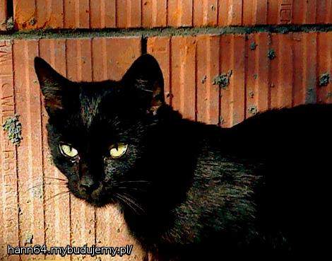 Pojawił się na budowie jak duch. I nie chce odejść. Mam tylko nadzieję, że będzie dobrym duszkiem - jak Casper.