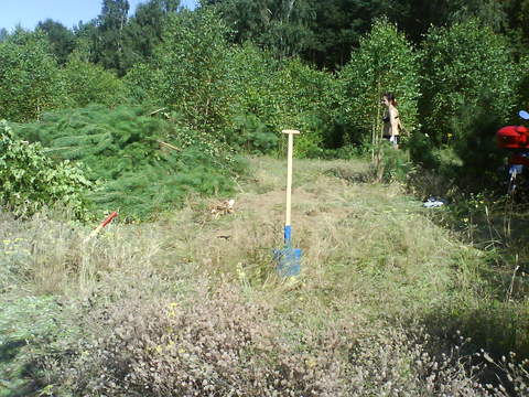 Po częściowym karczowaniu.