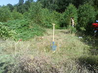 Po częściowym karczowaniu.