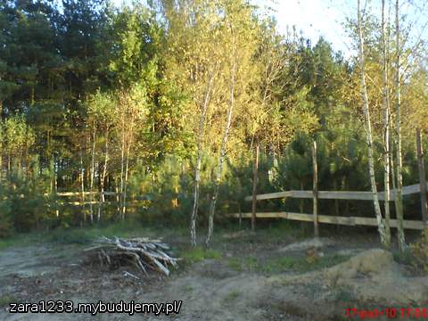 brzózki w jesiennym słońcu