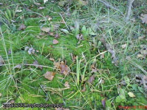 jesienny mech na działce