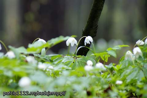 one zwiastują wiosnę