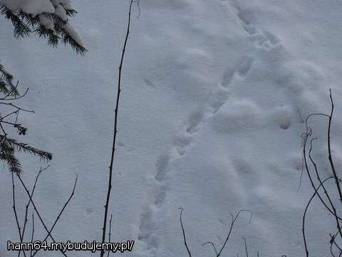 To wbrew pozorom nie tropy prowadzące przez pole, ale przez ... mój dach. Zdaje się, że jakieś stworzonko miało nadzieję, że wyłaz otwarty.