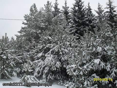 Choinki na działce :)