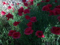 a no i tak pieknie jeszcze było u nas na dziłace przed budową :)