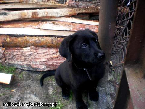 to nasz mały obrońca...teraz w sumie to już jest wielki...