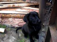 to nasz mały obrońca...teraz w sumie to już jest wielki...