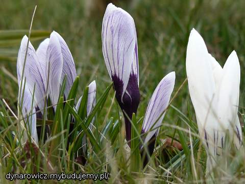 Nieśmiało wychodzą krokusy