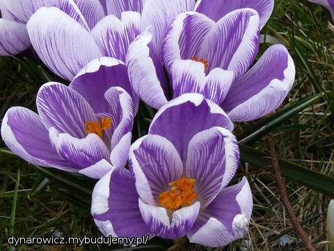Jeszcze się tak nie rozwinęły, zdjęcie z ubiegłego roku na przywołanie wiosny:)