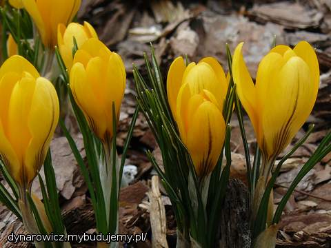 Żółte - moje ulubione:)