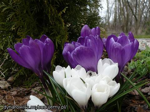 Jest tyle odmian i kolorów:)