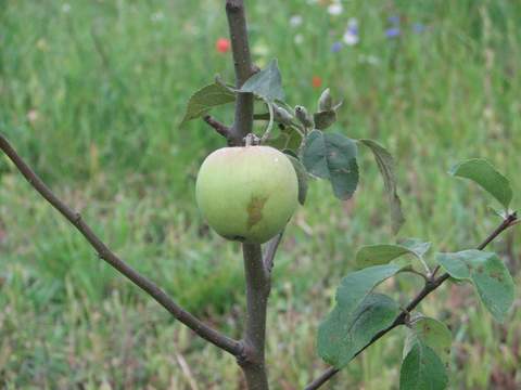 nasz ogrodniczy sukces:))