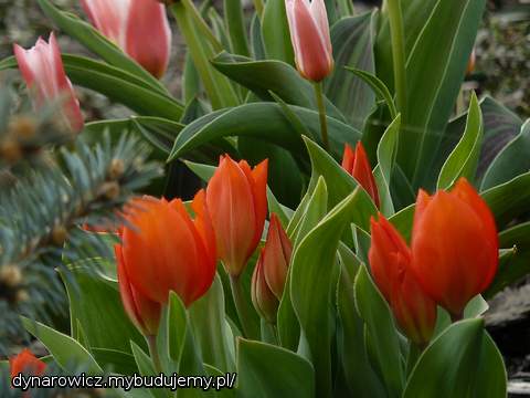 Pierwsze tulipanki:)