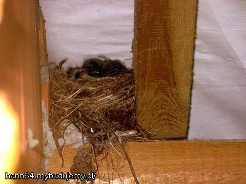 Po poddaszu mieliśmy ocieplać na zewnątrz. Ale w tej sytuacji chyba musimy poczekać, aż wyfruną:)