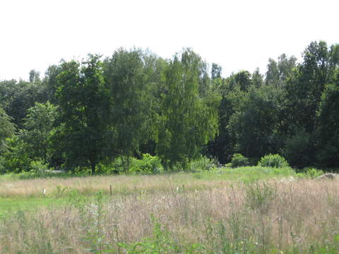 pierwsze zdjęcie działki:)