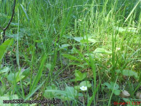 poziomki pod moim lasem