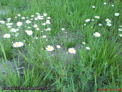 moje dzikie rumianki
