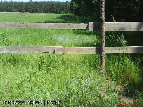 dzikie niezapominajki